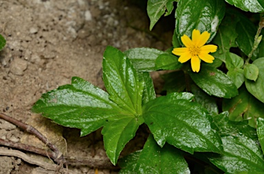 APII jpeg image of Sphagneticola trilobata  © contact APII