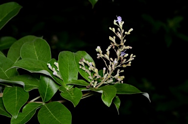 APII jpeg image of Vitex trifolia var. subtrisecta  © contact APII