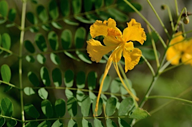 APII jpeg image of Delonix regia  © contact APII