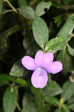 APII jpeg image of Barleria cristata  © contact APII