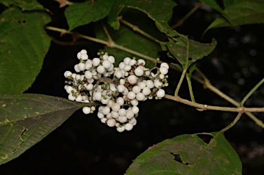 APII jpeg image of Callicarpa longifolia  © contact APII