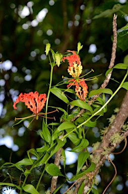 APII jpeg image of Gloriosa superba  © contact APII