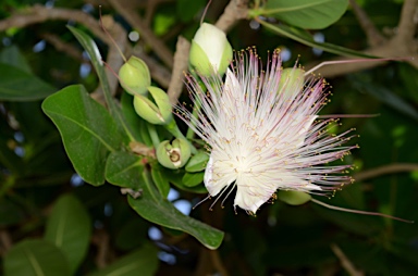 APII jpeg image of Barringtonia asiatica  © contact APII