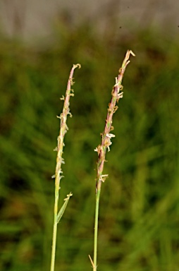 APII jpeg image of Zoysia matrella  © contact APII