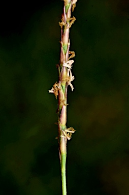 APII jpeg image of Zoysia matrella  © contact APII