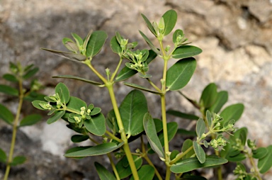 APII jpeg image of Euphorbia litticola  © contact APII