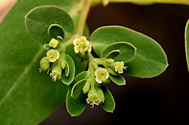 APII jpeg image of Euphorbia litticola  © contact APII