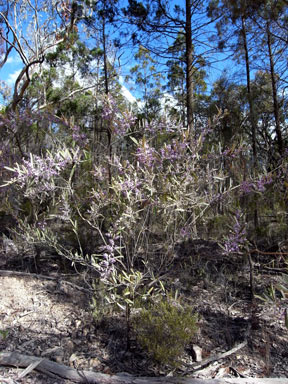 APII jpeg image of Hovea apiculata  © contact APII