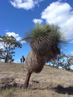 APII jpeg image of Xanthorrhoea glauca subsp. glauca  © contact APII