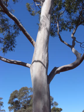 APII jpeg image of Angophora leiocarpa  © contact APII