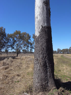 APII jpeg image of Eucalyptus tessellaris  © contact APII