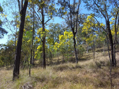 APII jpeg image of Acacia decora  © contact APII