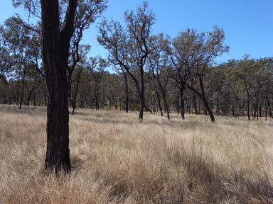 APII jpeg image of Eucalyptus melanophloia  © contact APII