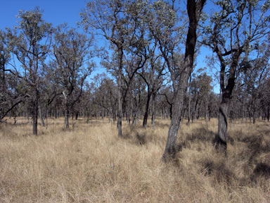 APII jpeg image of Eucalyptus melanophloia  © contact APII