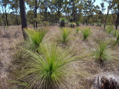 APII jpeg image of Xanthorrhoea johnsonii  © contact APII