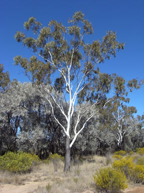 APII jpeg image of Eucalyptus cambagiana  © contact APII