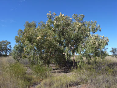 APII jpeg image of Corymbia terminalis  © contact APII