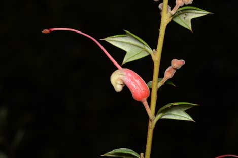 APII jpeg image of Grevillea tripartita subsp. macrostylis  © contact APII