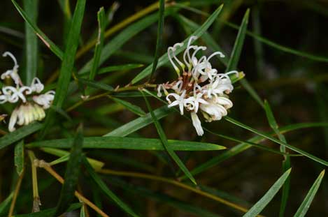 APII jpeg image of Grevillea 'White Gem'  © contact APII