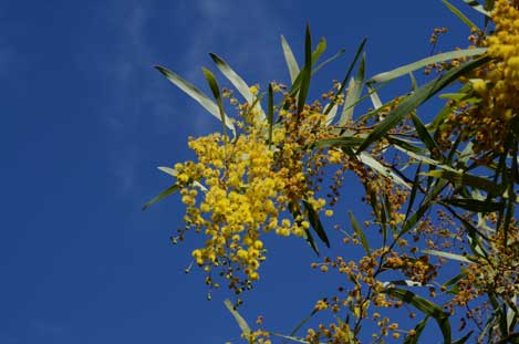 APII jpeg image of Acacia macradenia  © contact APII