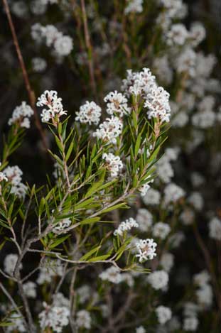 APII jpeg image of Leucopogon melaleucoides  © contact APII