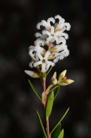 APII jpeg image of Leucopogon melaleucoides  © contact APII