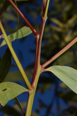 APII jpeg image of Acacia leiocalyx subsp. leiocalyx  © contact APII