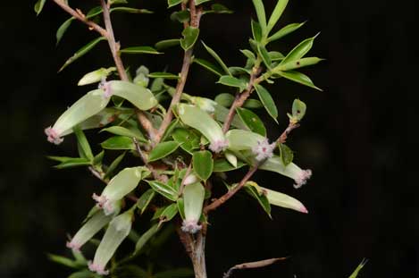 APII jpeg image of Leucopogon biflorus  © contact APII