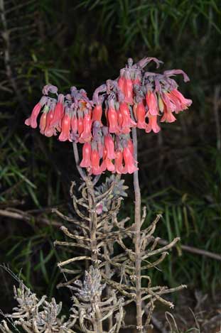 APII jpeg image of Bryophyllum delagoense  © contact APII