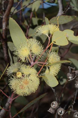 APII jpeg image of Eucalyptus oxymitra  © contact APII