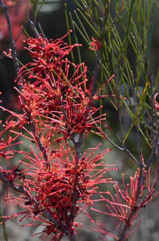 APII jpeg image of Hakea orthorrhyncha  © contact APII