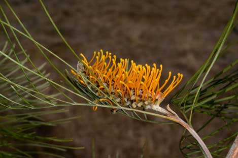 APII jpeg image of Grevillea pteridifolia  © contact APII