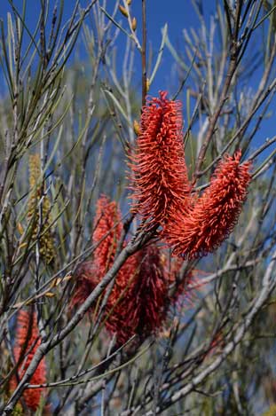 APII jpeg image of Hakea bucculenta  © contact APII