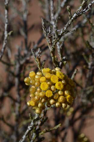 APII jpeg image of Ozothamnus diotophyllus  © contact APII