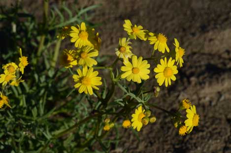 APII jpeg image of Senecio brigalowensis  © contact APII