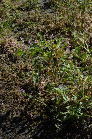 APII jpeg image of Persicaria orientalis  © contact APII