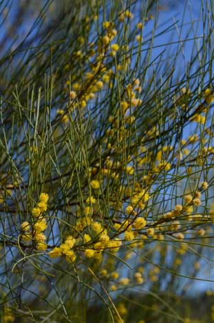 APII jpeg image of Acacia juncifolia  © contact APII