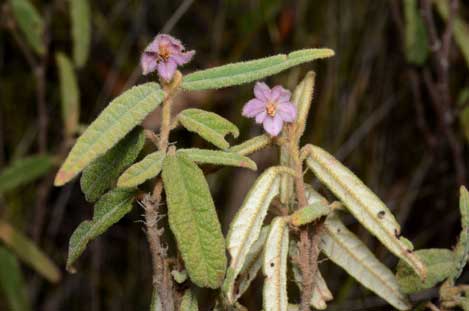 APII jpeg image of Keraudrenia corollata var. corollata  © contact APII