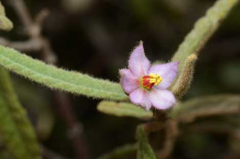 APII jpeg image of Keraudrenia corollata var. corollata  © contact APII