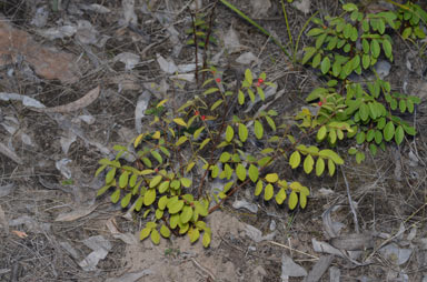 APII jpeg image of Breynia oblongifolia  © contact APII