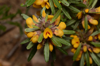 APII jpeg image of Pultenaea petiolaris  © contact APII