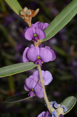 APII jpeg image of Hovea planifolia  © contact APII