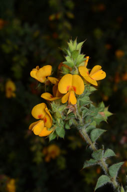 APII jpeg image of Pultenaea spinosa  © contact APII