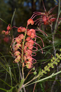 APII jpeg image of Grevillea longistyla  © contact APII