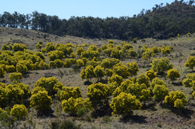 APII jpeg image of Acacia decora  © contact APII