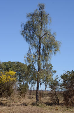 APII jpeg image of Hakea lorea  © contact APII