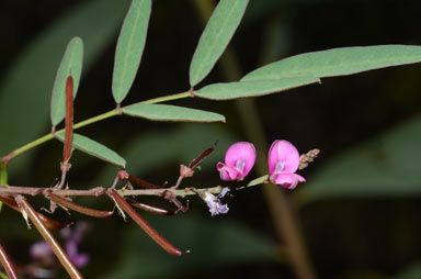 APII jpeg image of Indigofera australis subsp. australis  © contact APII