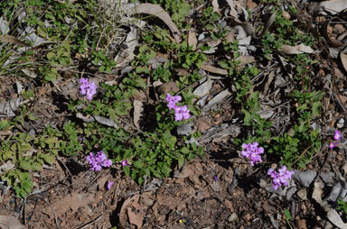 APII jpeg image of Lantana montevidensis  © contact APII