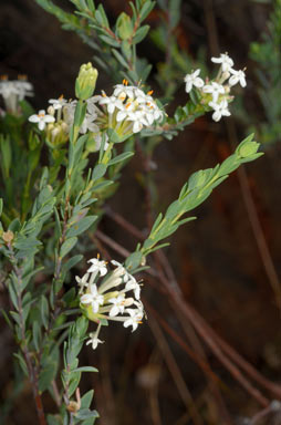 APII jpeg image of Pimelea linifolia subsp. collina  © contact APII