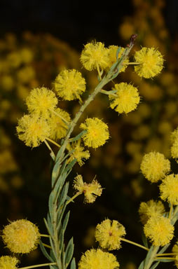 APII jpeg image of Acacia conferta  © contact APII